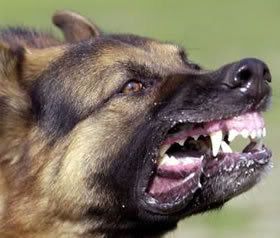 attack_dog.jpg