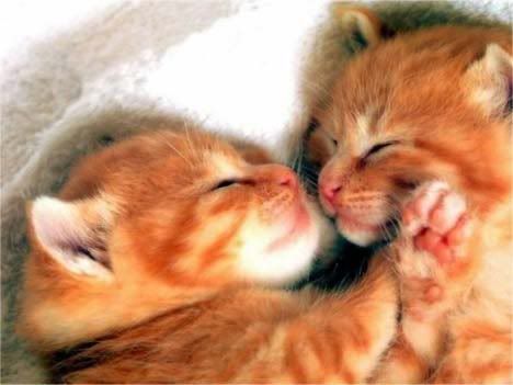 [Image: kittens.jpg]