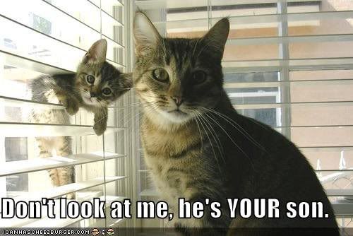 Son lolcat Pictures, Images and Photos