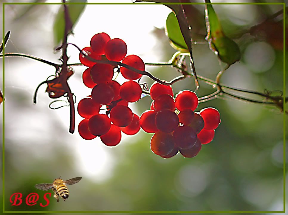 Smilax and Holly - External link = http://i196.photobucket.com/albums/aa85/cebenny/My%20Flowers%206/ddb8.jpg