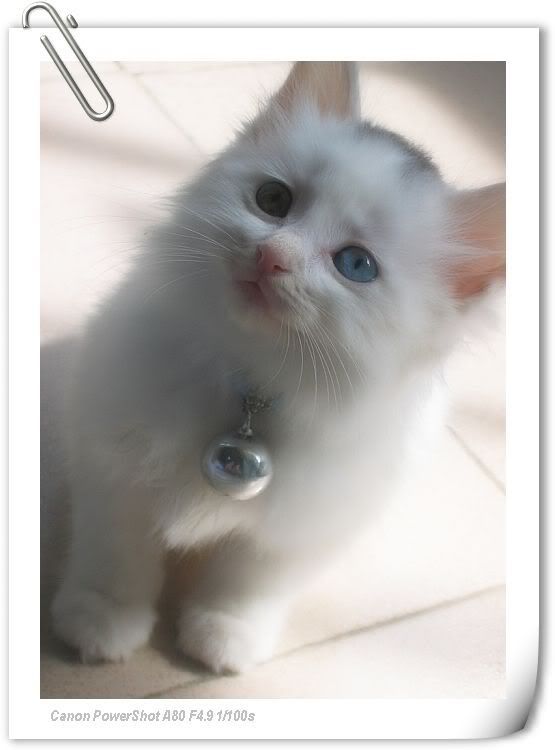 Photo Sharing and Video Hosting at Photobucket