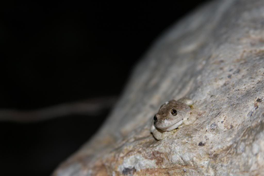 canyontreefrog3a.jpg