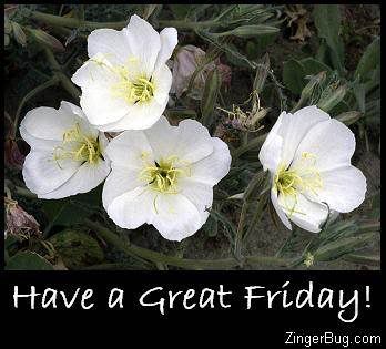 have_a_great_friday_white_flowers1.jpg image by LennyBGoode