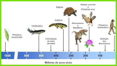 Origem dos Seres Eucariontes - soraiabiogeo