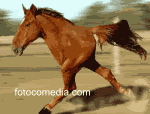 th_cavalo.gif