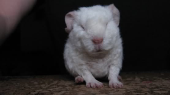 wilbur.jpg