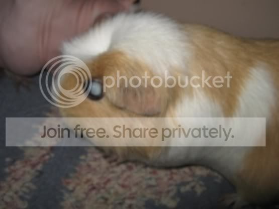 woogwillow.jpg