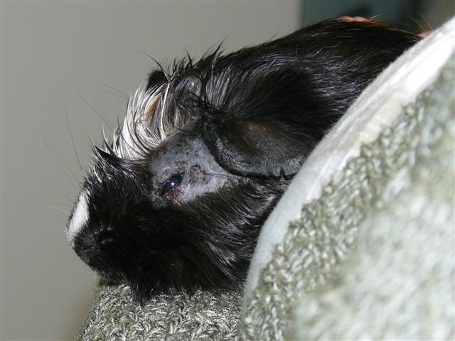 Mavis-FungalInfection.jpg